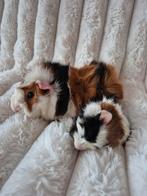 Koppeltje driekleur Borstel Cavia's., Dieren en Toebehoren, Knaagdieren, Cavia, Mannelijk, November, Tam