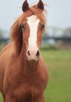 toekomstige D sport pony Welsh NWR/NRPS, Dieren en Toebehoren, Pony's, Dressuurpony, 0 tot 2 jaar, Hengst, Onbeleerd