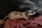 Wachtlijst rattery weer open. Ratten , ratjes,  rittens ., Dieren en Toebehoren, Knaagdieren, Rat, Meerdere dieren, Tam, September