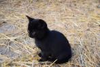 kittens, Dieren en Toebehoren, Meerdere dieren, Ontwormd, 0 tot 2 jaar