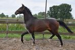 2jr hengst Nacho x Gribaldi 1.64m hoog € 2450,-, Met stamboom, Dressuurpaard, 0 tot 2 jaar, Hengst