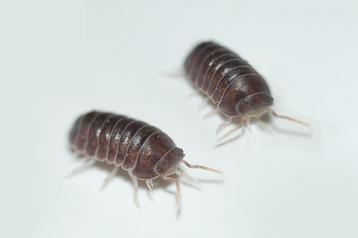 Spherillo sp. “Red Antennae” beschikbaar voor biedingen