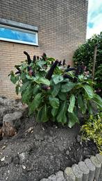 Gratis Oosterse Karmozijnbes (Phytolacca acinosa), Volle zon, Vaste plant, Zomer, Ophalen