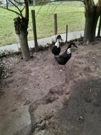 Loopeenden, Dieren en Toebehoren, Pluimvee, Meerdere dieren, Eend