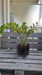 Zamioculcas Zamiifolia with the Glass | 95cm -100cm, Ophalen, Minder dan 30 cm, Rond, Zo goed als nieuw