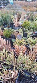 Diverse Siergrassen - Prachtige Tuinplanten, Tuin en Terras, Planten | Tuinplanten, Ophalen, Volle zon, Vaste plant, Siergrassen