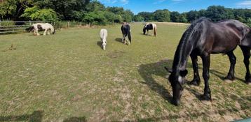 Hulp bij de paarden! (geen baan!)  beschikbaar voor biedingen
