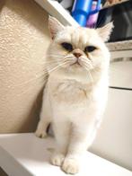 Britse korthaar, Dieren en Toebehoren, Katten en Kittens | Raskatten | Korthaar, Kater, Gechipt, 0 tot 2 jaar