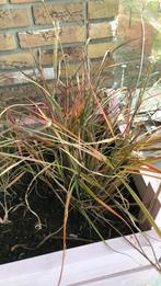 Chinees riet, Tuin en Terras, Ophalen, Vaste plant, Siergrassen, Bloeit niet