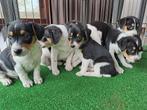boerenfox puppy's, Dieren en Toebehoren, Particulier, Rabiës (hondsdolheid), Meerdere, 8 tot 15 weken
