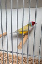 Gouldamandine man 2024, Mannelijk, Tropenvogel