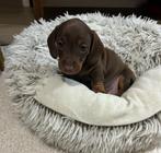 Kortharige kaninchen teckel chocoladebruin, Kaninchen, België, Particulier, Parvo