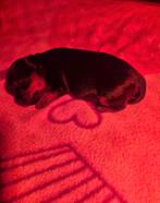 Yorkshire Terriër pupjes, Yorkshire Terriër, HCC (leverziekte), 8 tot 15 weken, Meerdere