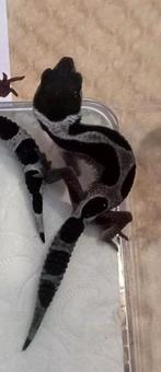 Blacknight luipaardgekko, Dieren en Toebehoren, Reptielen en Amfibieën, Hagedis, Tam, 0 tot 2 jaar