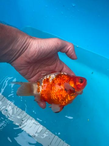 TAMASABA Japanse Sier Goudvis 16 cm beschikbaar voor biedingen