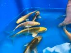 Koi mix tussen 12 en 15 cm ook Butterfly, Dieren en Toebehoren, Vissen | Vijvervissen, Karper of Koi