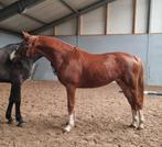 2,5 jarige epony merrie v Bloomberg, Dieren en Toebehoren, Pony's, Merrie, 0 tot 2 jaar