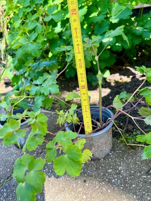 AKELEI planten Kleur is een verrassing.Aquilegia vulgaris, Tuin en Terras, Planten | Tuinplanten, Tweejarig, Overige soorten, Volle zon