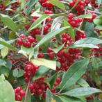 Eetbare olijfwilg Herfstolijf Elaeagnus umbellata, Minder dan 100 cm, Lente, Overige soorten, In pot
