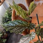 begonia avalanche stek nr 54, Ophalen of Verzenden, Overige soorten, Minder dan 100 cm