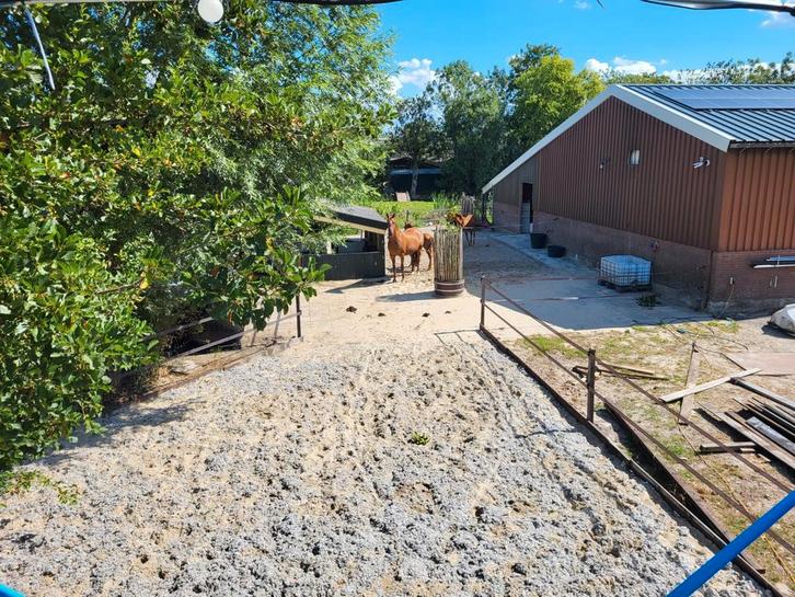 Opfok voor hengstveulen aangeboden, Dieren en Toebehoren, Stalling en Weidegang, Opfok