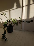 Kamerplant zamioculcas (?), Huis en Inrichting, Kamerplanten, Ophalen, Halfschaduw, Minder dan 100 cm