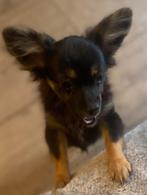 Pomapoo Pomchi x Toy poedel pupje teefje, Dieren en Toebehoren, Honden | Chihuahua's en Gezelschapshonden, 15 weken tot 1 jaar