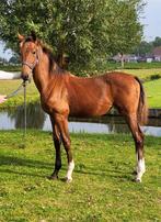 Bruin tuigpaard merrieveulen te koop, Dieren en Toebehoren, Paarden, Hengst, Minder dan 160 cm, 0 tot 2 jaar
