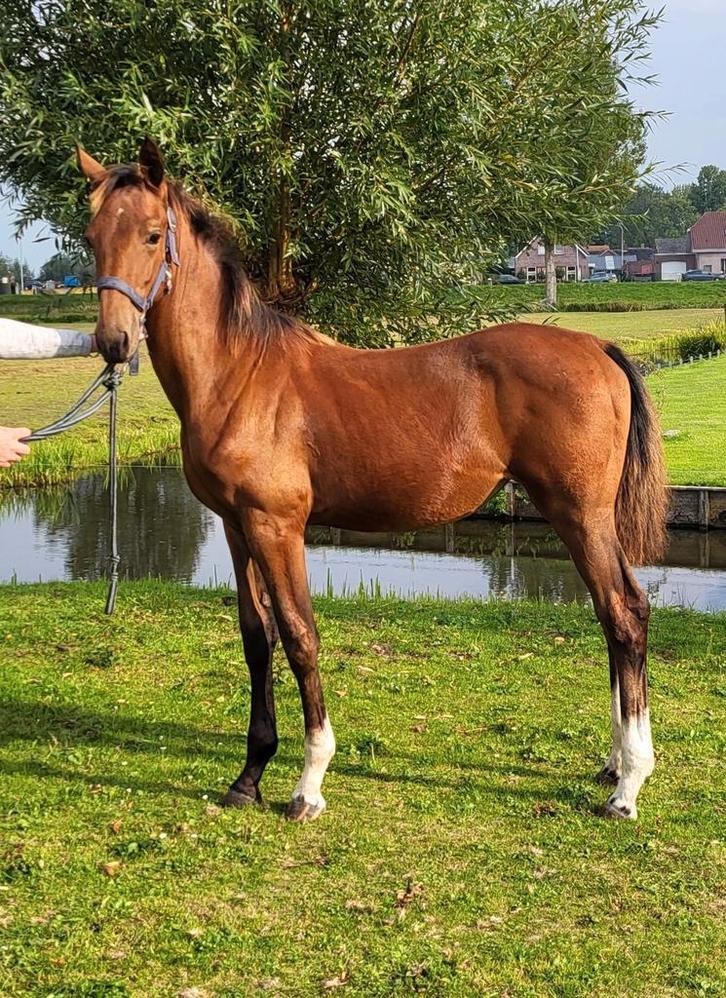 Bruin tuigpaard merrieveulen te koop, Dieren en Toebehoren, Paarden, Hengst, Minder dan 160 cm, 0 tot 2 jaar