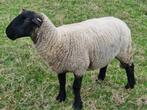 Suffolk schapen, Dieren en Toebehoren, Schapen, Geiten en Varkens, Vrouwelijk, Schaap, 0 tot 2 jaar