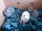 Blauwe Rus kittens, Dieren en Toebehoren, Katten en Kittens | Raskatten | Korthaar, Meerdere dieren