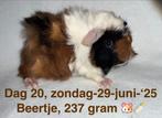 Peruvian cavia, Dieren en Toebehoren, Mannelijk, Cavia, Na 1 juli 2024, Tam