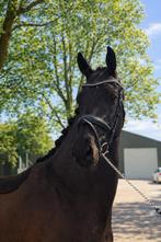 Fijne 4 jarige just wimphof ruin, Met stamboom, Ruin, Dressuurpaard, Zadelmak