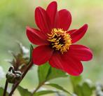 Dahlia knollen, Tuin en Terras, Ophalen, Voorjaar, Volle zon, Knol