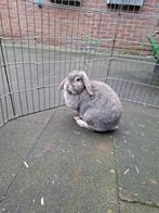 Konijn hangoor, Dieren en Toebehoren, Konijnen, Vrouwelijk, Middelgroot, Hangoor