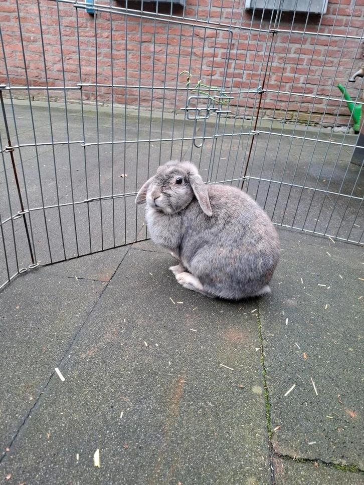 Konijn hangoor, Dieren en Toebehoren, Konijnen, Middelgroot, Vrouwelijk, Hangoor