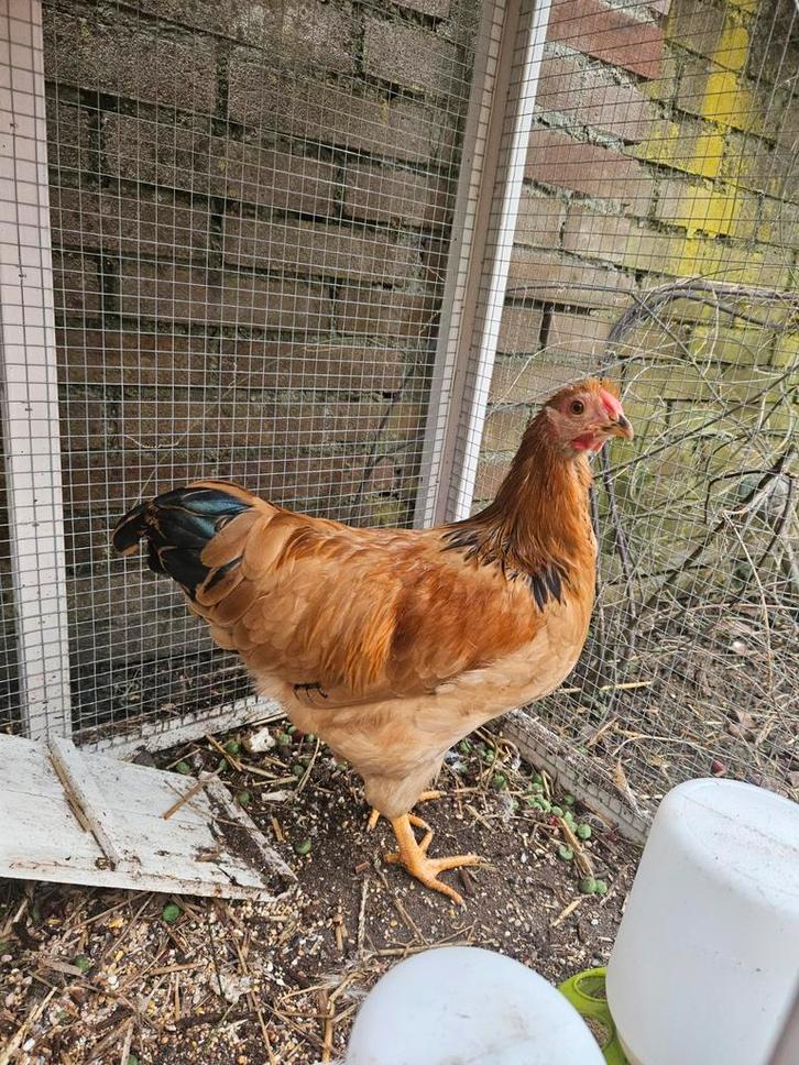 Wyandotte haan, Dieren en Toebehoren, Pluimvee, Kip, Mannelijk