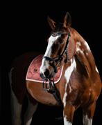 Lieve vrolijke E ruin voor recreatie, Dieren en Toebehoren, Ruin, Recreatiepaard, 11 jaar of ouder