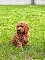 Hier geboren Cockapoo pupjes, België, CDV (hondenziekte), 8 tot 15 weken, Meerdere