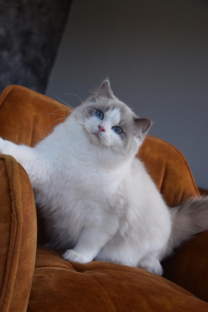 Ragdoll poes , blue bicolor , herplaatsing., Dieren en Toebehoren, Katten en Kittens | Raskatten | Langhaar, Poes, 3 tot 5 jaar
