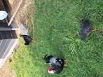 Mooie jonge barenveldse krielhaantjes zilvergezoomd, Dieren en Toebehoren, Pluimvee, Meerdere dieren, Kip