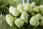 HORTENSIA 'LITTLE SPOOKY' dwerg pluimhortensia, € 7,95 p.st., Vaste plant, Halfschaduw, Zomer, Ophalen