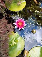 Waterlelie - Nymphaea, Ophalen, Volle zon, Vaste plant, Zomer