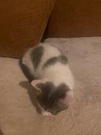 Kitten 8 weken oud, Poes