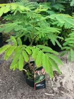 Albizia Slaapboom/Zijdeboom in afmetingen vanaf € 9,95 p.st., Overige soorten, Minder dan 100 cm, Zomer, Ophalen