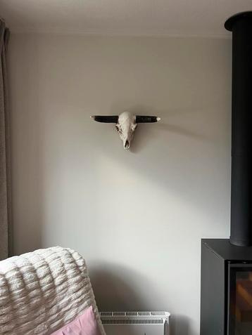 Bison/buffel skull wanddecoratie beschikbaar voor biedingen