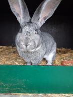 Jonge vlaamse reuzen, Dieren en Toebehoren, Konijnen, Meerdere dieren, Groot, 0 tot 2 jaar