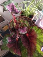 Begonia Rex - Prachtige Bladplant, Overige soorten, Vaste plant, Ophalen of Verzenden, Bloeit niet
