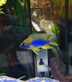 Aulonocara Mamelela Lemon Jake Malawi Cichliden, Vis, Zoetwatervis