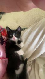 Kitten, Dieren en Toebehoren, Katten en Kittens | Overige Katten, Kater, Kortharig, 0 tot 2 jaar